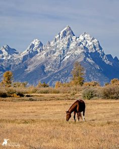 a horse grazes in an open field with mountains in the background