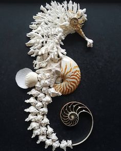 sea shells and seashells on a black surface