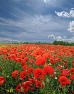 a field full of red flowers under a blue sky with some clouds in the background