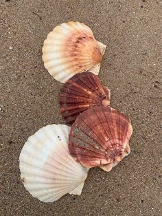 three seashells are laying on the sand