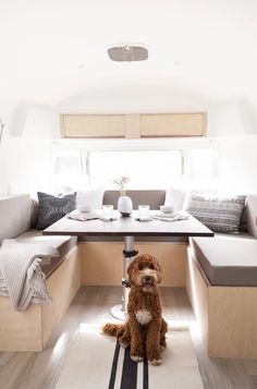 a brown dog sitting on top of a rug in front of a table and bench