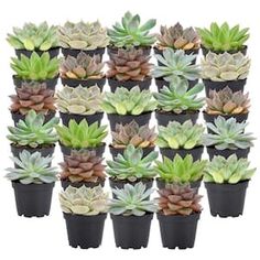 a large group of succulents in small pots