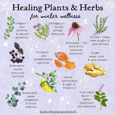 Megan Murphy, Herbal Education, Magical Herbs, Herbal Recipes, Herbal Apothecary, Healing Plants, Natural Healing Remedies