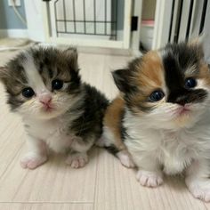 two small kittens sitting next to each other on the floor