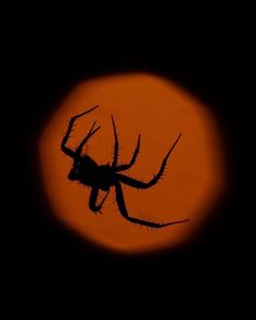 a spider is silhouetted against an orange moon