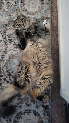 a cat is laying on its back on the carpet