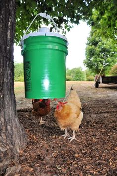 two chickens standing under a tree with a green bucket hanging from it's side