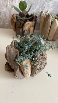 small blue flowers are placed in driftwood vases on a white countertop next to succulent plants