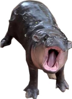 a hippopotamus with its mouth open and it's teeth wide open