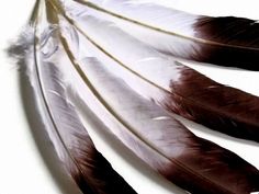 four feathers are arranged in a row on a white surface, one is brown and the other is white