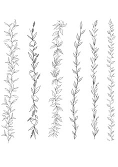 the different types of plants are shown in black and white, each with long stems