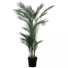 a palm tree in a black pot on a white background