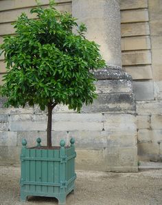 Boxwood Planters, Versailles Garden, Tuileries Garden, Custom Planters, Tree Box, Rectangular Planters, Royal Garden, Planter Box, Garden Care