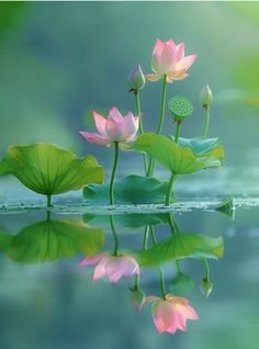 three pink lotuses are in the water with their leaves reflecting on the still surface