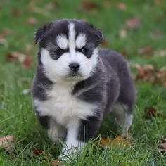 a black and white puppy standing on top of a lush green grass covered field next to leaves