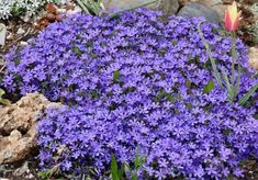 purple flowers are blooming in the garden next to some rocks and plants on the ground