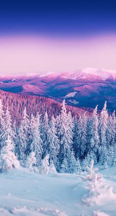 snow covered pine trees in the foreground and mountains in the background with pink sky