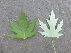 two green leaves laying on the ground next to each other