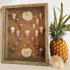 a pineapple sits next to a display of sea shells and seashells in a wooden frame