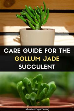 the care guide for the gollium jade succulent is shown in three different images