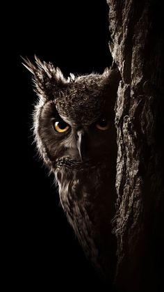 an owl is peeking out from behind a tree trunk with its eyes wide open and glowing