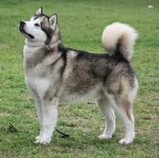 a husky dog standing on top of a lush green field