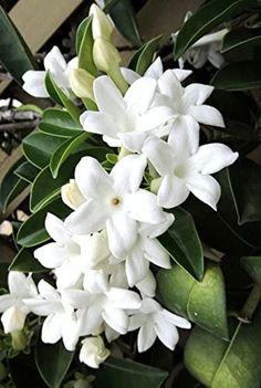 the white flowers are blooming on the tree