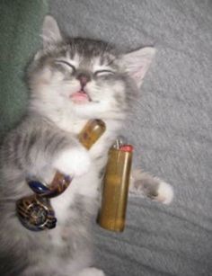 a grey and white cat laying on top of a couch next to an empty bottle