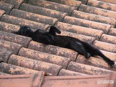 a black cat laying on top of an old stadium bleachers with it's eyes closed