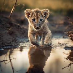 a baby lion cub walking across a puddle in the dirt and grass, with its reflection on the water