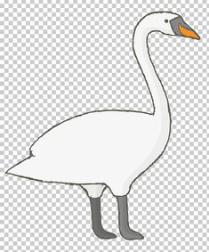 a white goose with orange beak and legs