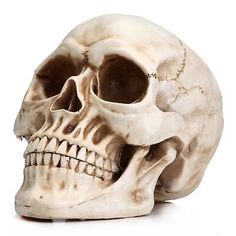 a human skull is shown on a white background with clippings to the side