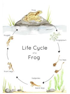 the life cycle of a frog on a white background with green plants and grass around it