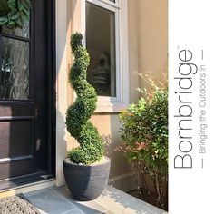 a tall potted plant sitting in front of a door