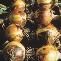 several bulbs of onion sitting on top of each other