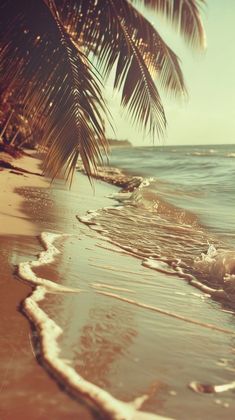 the beach has waves coming in to shore and palm trees hanging over it's edge