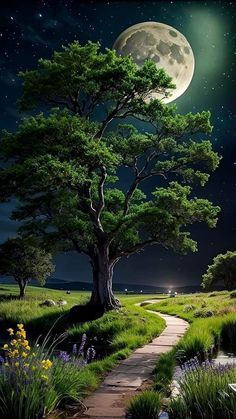 a path leading to a tree with a full moon in the sky above it and water below