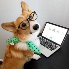 a small dog wearing glasses sitting in front of a laptop