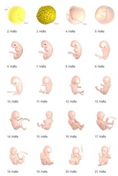 an image of different types of human body parts