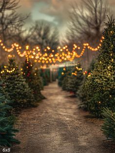 Festive Christmas Tree Pathway Photography Backdrop - Pathway lined with Christmas trees adorned with string lights Whoville Christmas Background, Christmas Forest Aesthetic, Christmas Tree Lot Ideas, Christmas Wedding Alter, Christmas Magic Aesthetic, Christmas Lights Outside Tree, British Christmas Aesthetic, Christmas Trees Aesthetic, Pathway Photography