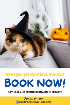 a cat wearing a witches hat on top of a couch with the caption book now