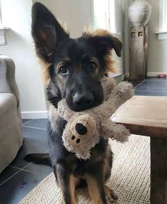 a dog sitting on the floor holding a teddy bear in its mouth and looking at the camera