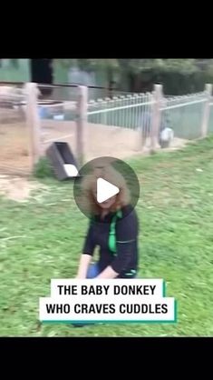 the baby donkey who craves cuddles is being filmed by an animal trainer