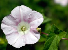 a white and pink flower with green leaves