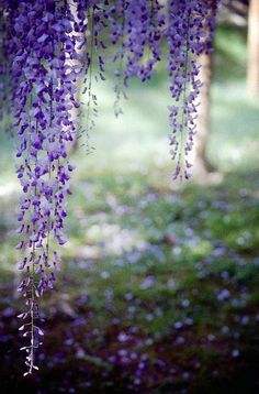 purple flowers are hanging from the branches of a tree in front of some grass and trees