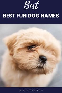 a small dog with the words best fun dog names