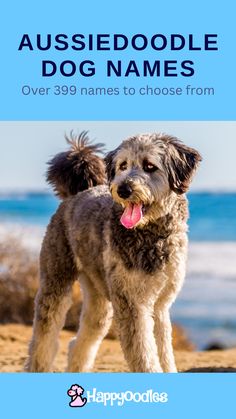 a dog standing on top of a beach next to the ocean with text that reads aussiedoodle dog names over 39 names to choose from