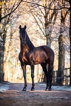 a brown horse standing on top of a dirt road in front of some tall trees