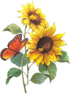 watercolor painting of sunflowers and butterfly on white background