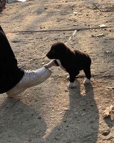 a small dog standing on top of a person's shoe in the middle of dirt